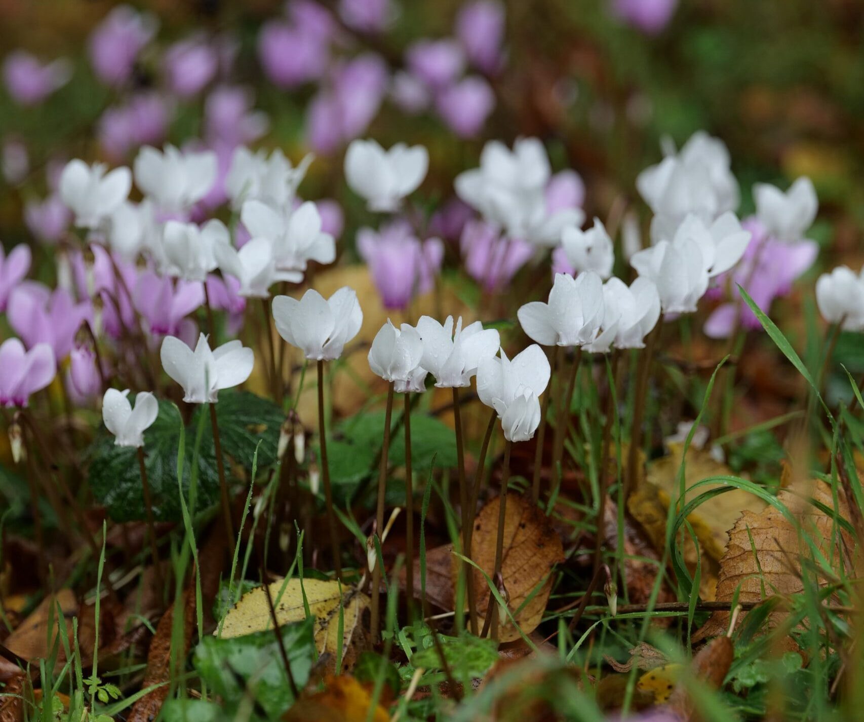 Sous les feuilles d’automne, l’éclat subtil des cyclamens 🌷