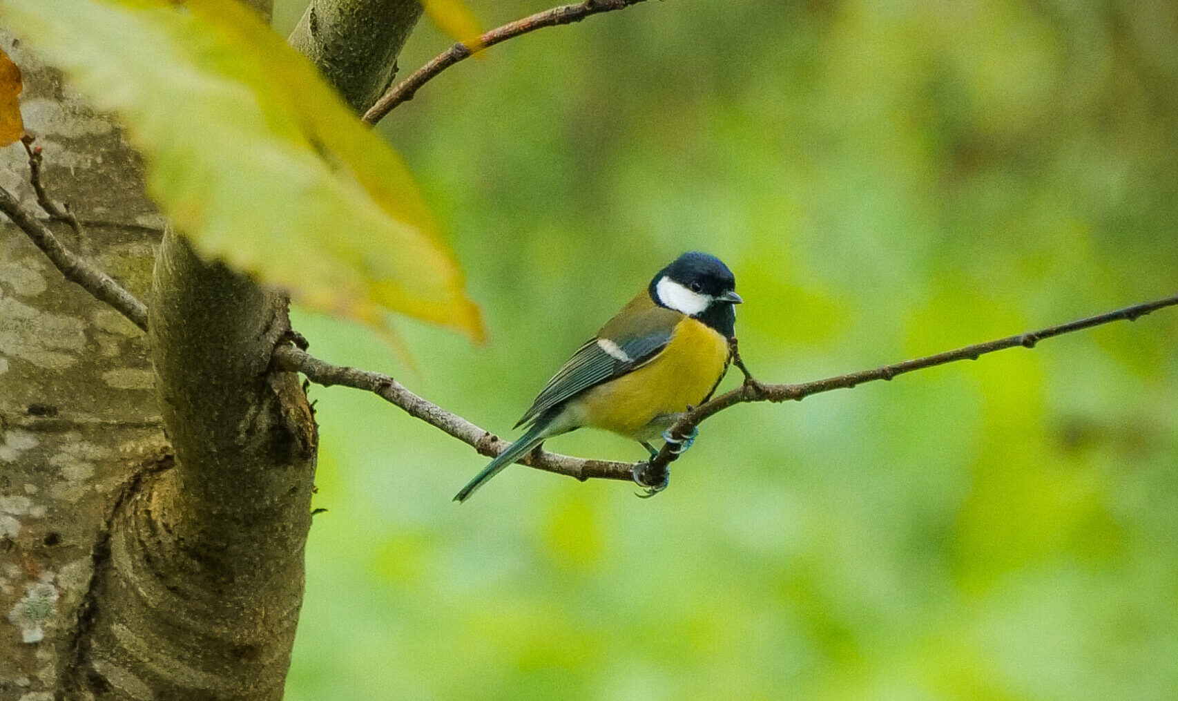 La mésange charbonnière : un rôle important dans l’écosystème du parc