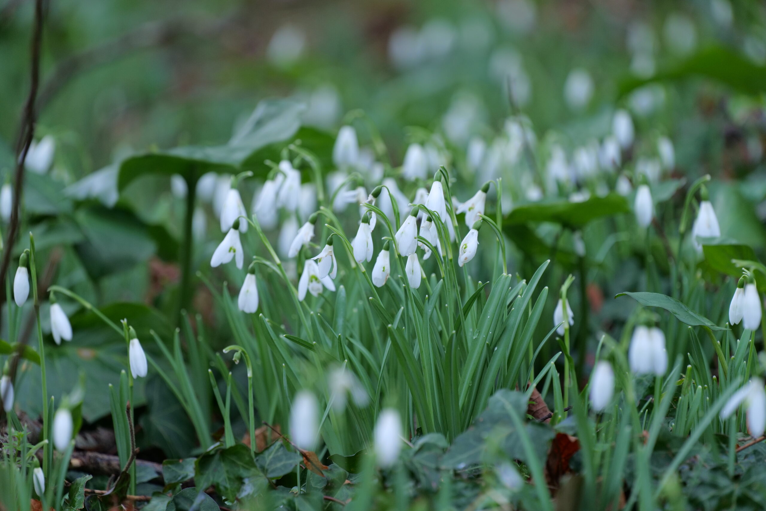 Les perce-neige : messagers du printemps